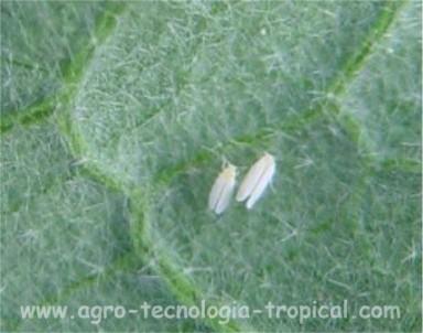 la mosca blanca transmite virus a los cultivos incluso desde el semillero